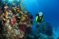 Unterwasserwelt, Rotes Meer, Rundreise Ägypten, pauschalreise ägypten