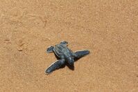 eine Schildkröten in Galibi, Suriname