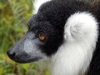 Rundreise Madagaskar, Madagaskar Rundreise, Lemuren, Affe