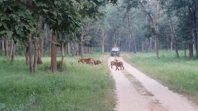 Im Pench Nationalpark: Tigerin Collarwali mit Jungen