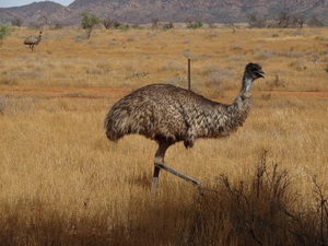 Flinders Ranges: Emu