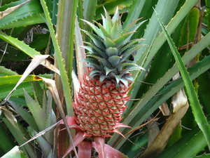 Ananaspflanze auf der Insel Pico