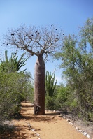 Madagaskar Baobab Affenbrotbaum