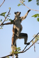 Madagaskar Ranomafana Lemur