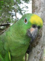 Tier, Vogel, Dschungel, Rundreise Ecuador, Ecuador Rundreise