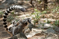 Madagaskar Isalo Nationalpark Katta Lemuren