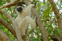 Madagaskar Larvensifaka Lemur