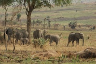 Elefantenherde im Tarangire Nationalpark.