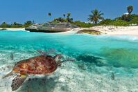 Eine schwimmende Schildkröte in Playa del Carmen