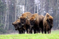 Polen Białowieża Nationalpark Wisent Bison żubr