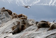 Djoser Argentinien Feuerland Ushuaia Seelöwen