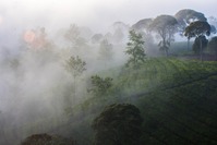 Während unserer Reise durch Java begleitet uns der spektakuläre Blick auf grüne Reisfelder. 
