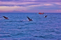 Spielende Delfine am Strand von Lovina