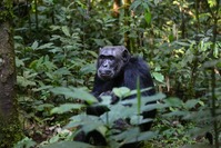 Schimpanse im Kibale Forest Nationalpark.