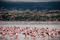 Flamingos, Lake Manyara