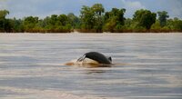 Kambodscha Kratie Irrawaddy Delfin