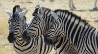 Namibia Zeltreise Zebras