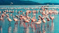 Ein Meer aus pinkfarbenen Flamingos am Lake Nakuru.