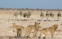 Löwen und Zebras im EtoshaNP auf unserer Rundreise durch Namibia, Botswana und Simbabwe inkl. Victoriafällen.
