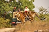 Indien Tadoba Andhari Tiger Reservat