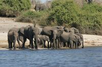 Eine Gruppe Elefante im Chobe Nationalpark