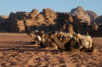 Mehrere liegende Kamele in der Wüste von Wadi Rum