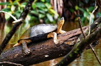 Eine ganz kleine Schildkröte, welche auf einem kleinen Baumstamm sitzt 