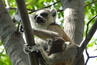 Madagaskar Lemur auf Baum