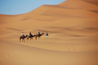 Wüste, Kamel