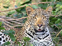 Sri Lanka, Leopard, Nationalpark, Tiere