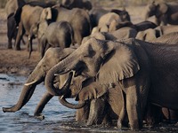 Elefanten im Krüger Nationalpark