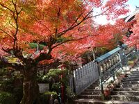 Laubfärbung in Japan 