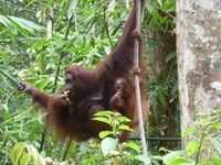 Malaysia Borneo Sabah Sepilok Orang-Utan Zentrum