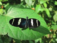 Ein Schmetterling in La Fortuna, welcher auf einem Blatt sitzt 