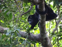 Ein kleiner Affe, der auf einem Baum klettert 
