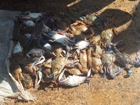Sri Lanka Negombo Fischmarkt