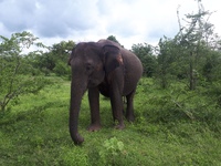 Sri Lanka Elefanten