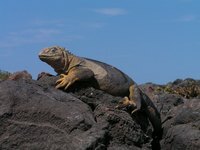 Galapagos, Fauna, Meerechse, Godzilla