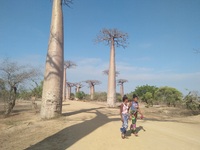 Madagaskar Baobab Affenbrotbaum