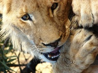 Südafrika König der Tiere Löwe