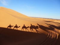 Wüste, Kamel, Dromedar