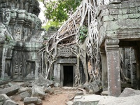 Kambodscha, Angkor, Angkor Wat, Tempelanlage, Wurzeln