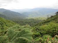Nebelwaldes von Monteverde
