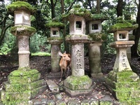 Japan, Nara, Park, Rehe