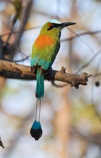 Ein bunter Quetzal Vogel