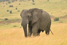 Sri Lanka, Malediven, Elefant, Rundreise