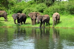 Mehrere Elefanten auf einer Wiese in Botswana