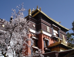 Kloster in Shigatse mit Kirschblüten an der Seite