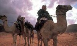 Ein Mann sitzt auf einem Kamel, zwei weitere Kamele stehen neben ihm und sie befinden sich in der Wüste von Wadi Rum