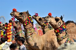 Mehrere Kamele, die passend zum Pushkar Fest verkleidet wurden sind